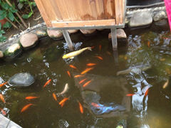 1.6-上海大自然野生昆虫馆