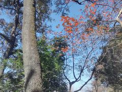 -广州市石门国家森林公园