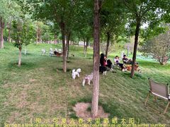 -爪吧宠物乐园 (温榆河示范区店)