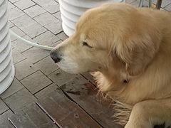 -火车头法国西餐厅