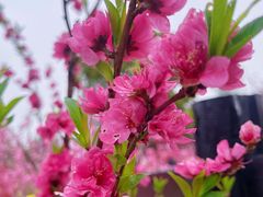 -南汇桃花村