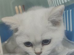 -宠福鑫康馨动物医院·骨科·眼科