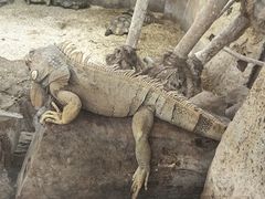 -哈尔滨北方森林动物园