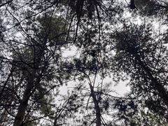 -帽儿山国家森林公园