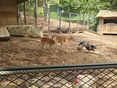 -大连森林动物园