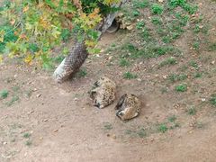 -西霞口神雕山野生动物世界
