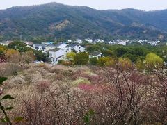 -香雪海
