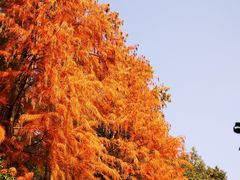 -上海共青森林公园