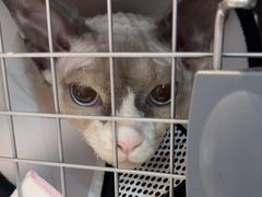 -宠爱国际动物医院· 猫科· 外科·中兽医(长白店)