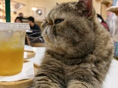-滚猫咖啡·猫咖·猫友好撸猫(未来城店)