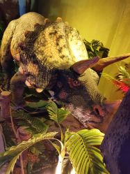 -恐龙探索乐园(磁器口店)