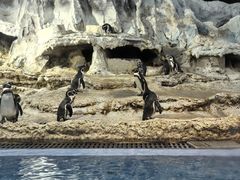 -帝企鹅自助餐厅•儿童岛•真企鹅(长隆企鹅酒店)