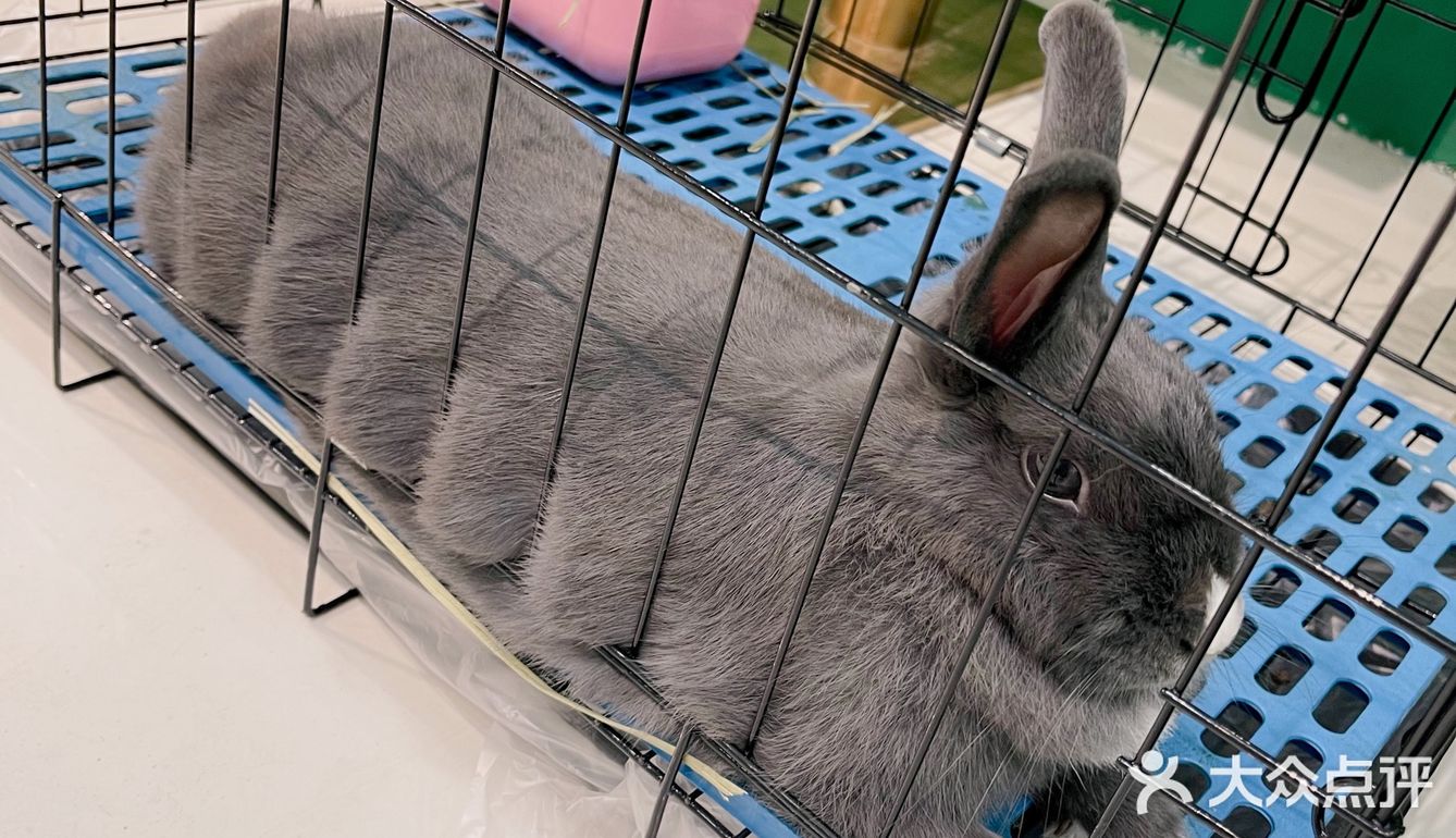 深圳首家｜遇见萌宠体验馆🐰