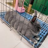 深圳首家｜遇见萌宠体验馆🐰