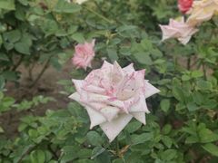 -上海滨江森林公园