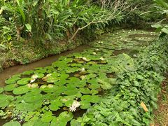 -中国科学院西双版纳热带植物园