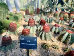 -深圳仙湖植物园
