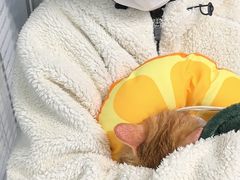 -纳吉亚猫专科动物诊疗中心(蒋宅口分院)