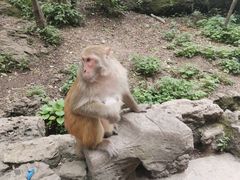 -黔灵山公园