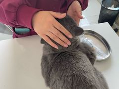 -瑞派福兴宠物医院犬猫全科·骨科·中西医结合(河东店)