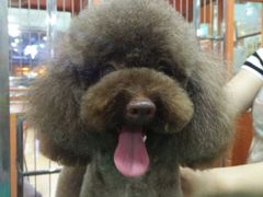 -家有小宠宠物美容(双楠街店)