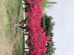 -朝阳公园