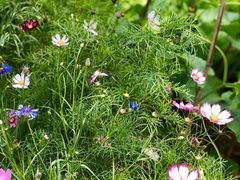 -荣德灶台鱼(圣泉寺店)