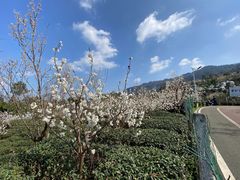 -樱桃山旅游景区