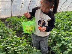-大自然农场蔬菜草莓采摘园