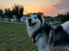 -爪吧宠物乐园 (温榆河示范区店)