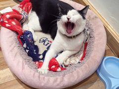 镇店之喵-猫的天空之城概念书店(杭州南宋御街店)