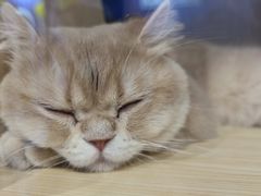 -清新鸡沙田乳鸽店(金融店)