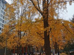 -四川大学(华西校区)