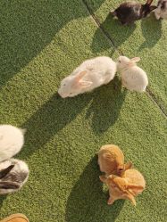 -萌宠亲子动物乐园(槐房万达店)