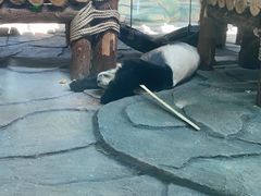 -泉州海丝野生动物世界