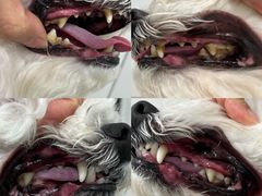 -帕帕拉兹宠物(亚洲旗舰店)