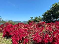 -亚龙湾国际玫瑰谷