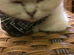 -猫色咖啡·猫咖