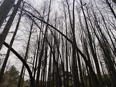 -杭州植物园