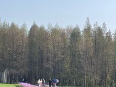 -溱湖国家湿地公园