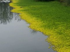 -桤木河湿地公园