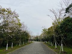 -上海海湾国家森林公园