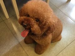 -Oh My Dog宠物沙龙(伊珊娜皮毛护理店)