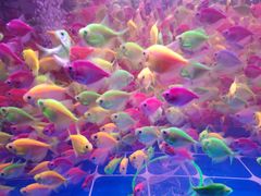 -中环花鸟鱼虫市场