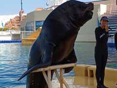 -秦皇岛乐岛海洋王国