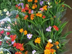 -桂林市花鸟市场