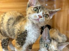 -猫十亿·布偶金渐层·曼基康矮脚猫舍(青年路店)