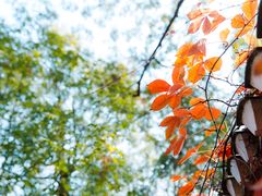 -白帝城·瞿塘峡景区