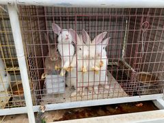 -大连铭湖国际观光牧场