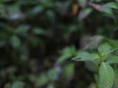 -桤木河湿地公园